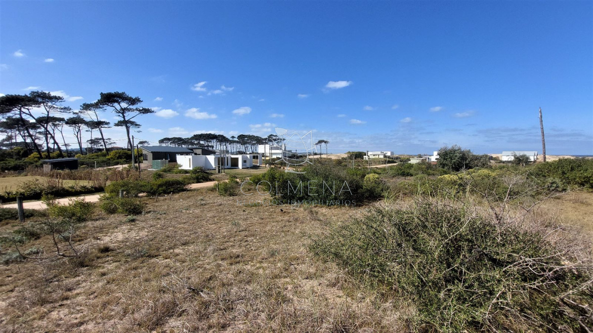 Chihuahua - GoPunta - Portal Inmobiliario de Punta del Este - Maldonado