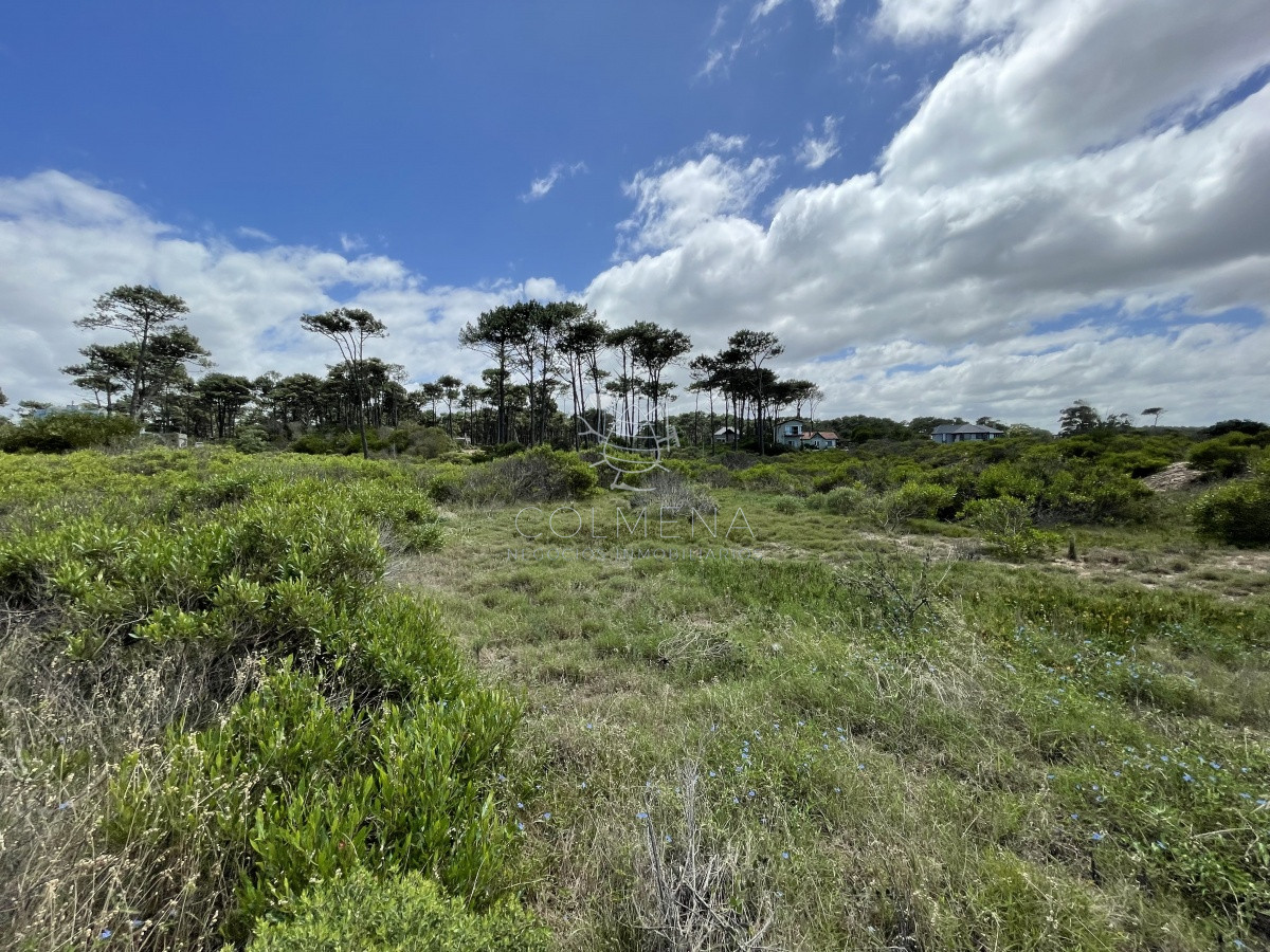 Chihuahua - GoPunta - Portal Inmobiliario de Punta del Este - Maldonado