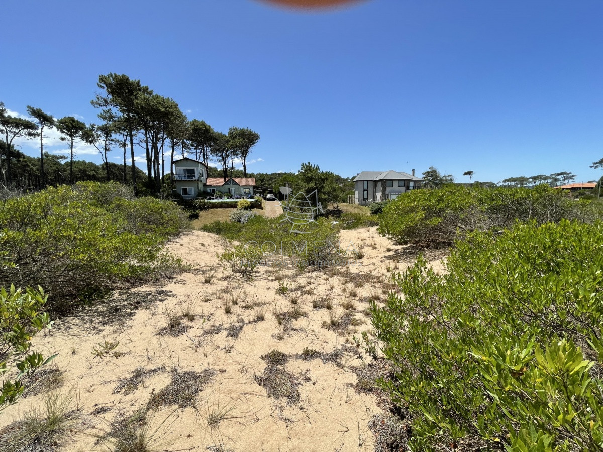 Chihuahua - GoPunta - Portal Inmobiliario de Punta del Este - Maldonado