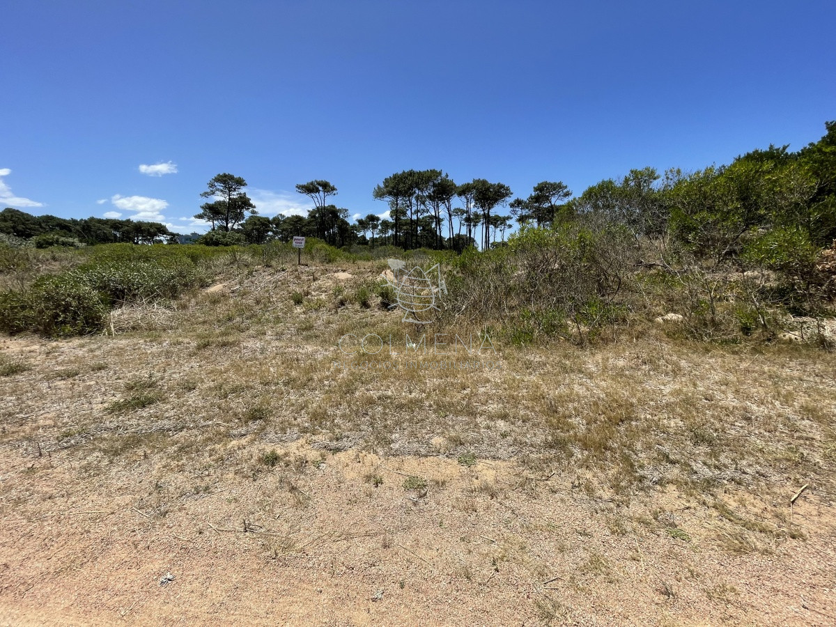 Chihuahua - GoPunta - Portal Inmobiliario de Punta del Este - Maldonado