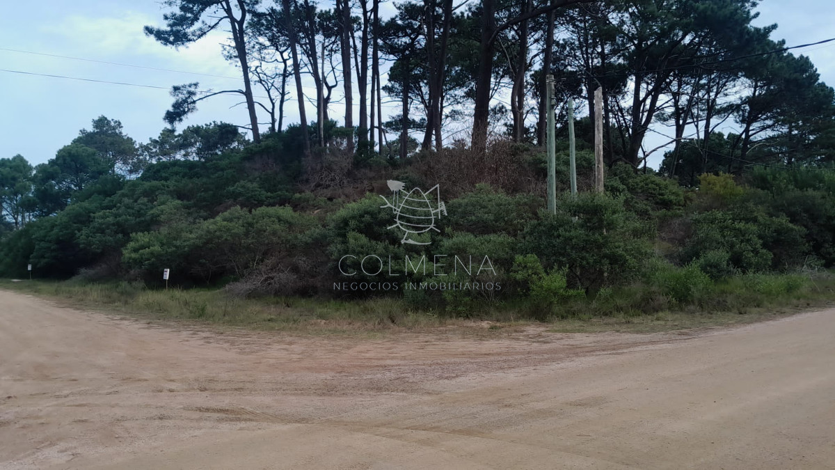 Chihuahua - GoPunta - Portal Inmobiliario de Punta del Este - Maldonado