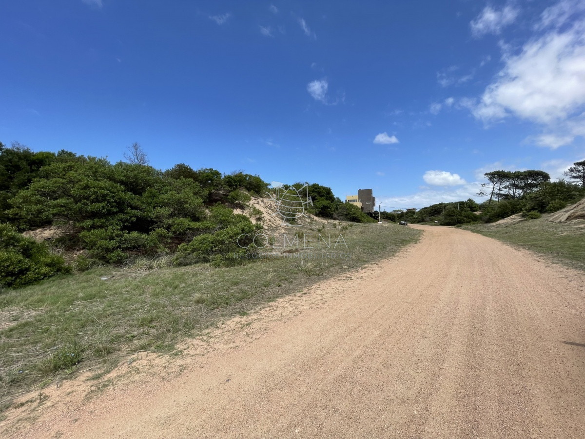 Chihuahua - GoPunta - Portal Inmobiliario de Punta del Este - Maldonado