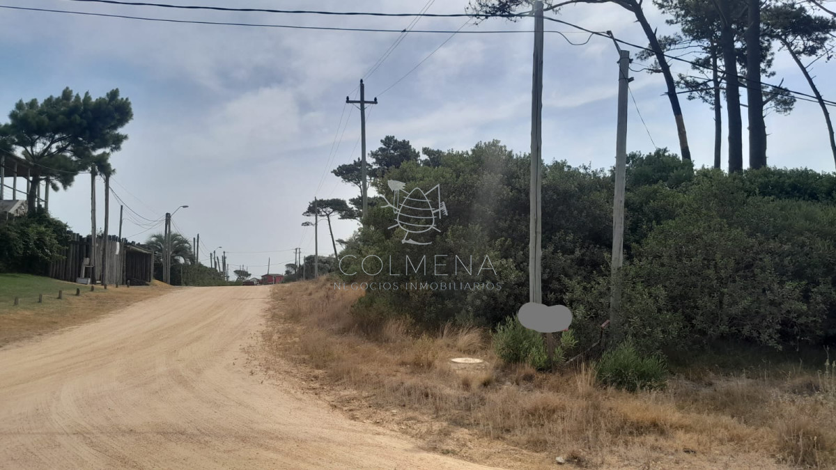 Chihuahua - GoPunta - Portal Inmobiliario de Punta del Este - Maldonado