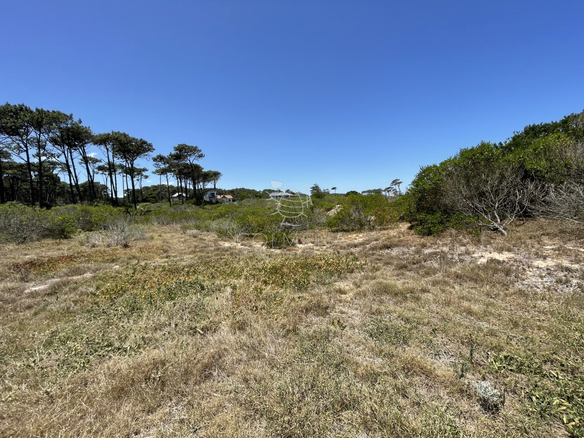 Chihuahua - GoPunta - Portal Inmobiliario de Punta del Este - Maldonado