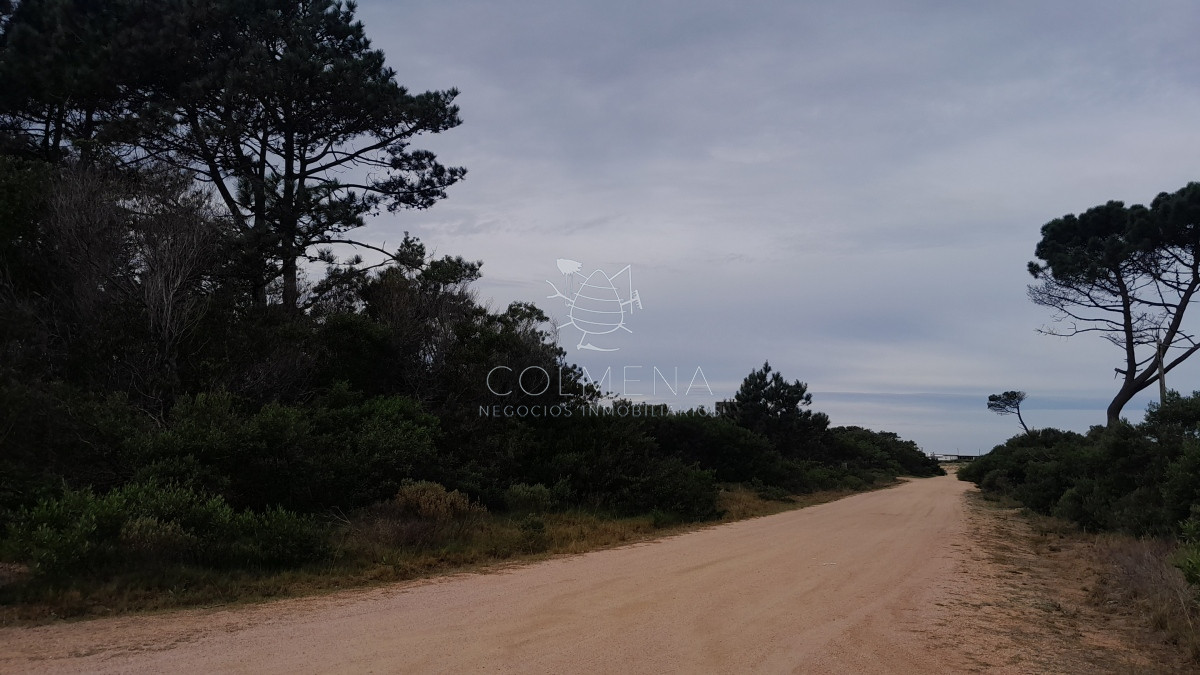 Chihuahua - GoPunta - Portal Inmobiliario de Punta del Este - Maldonado