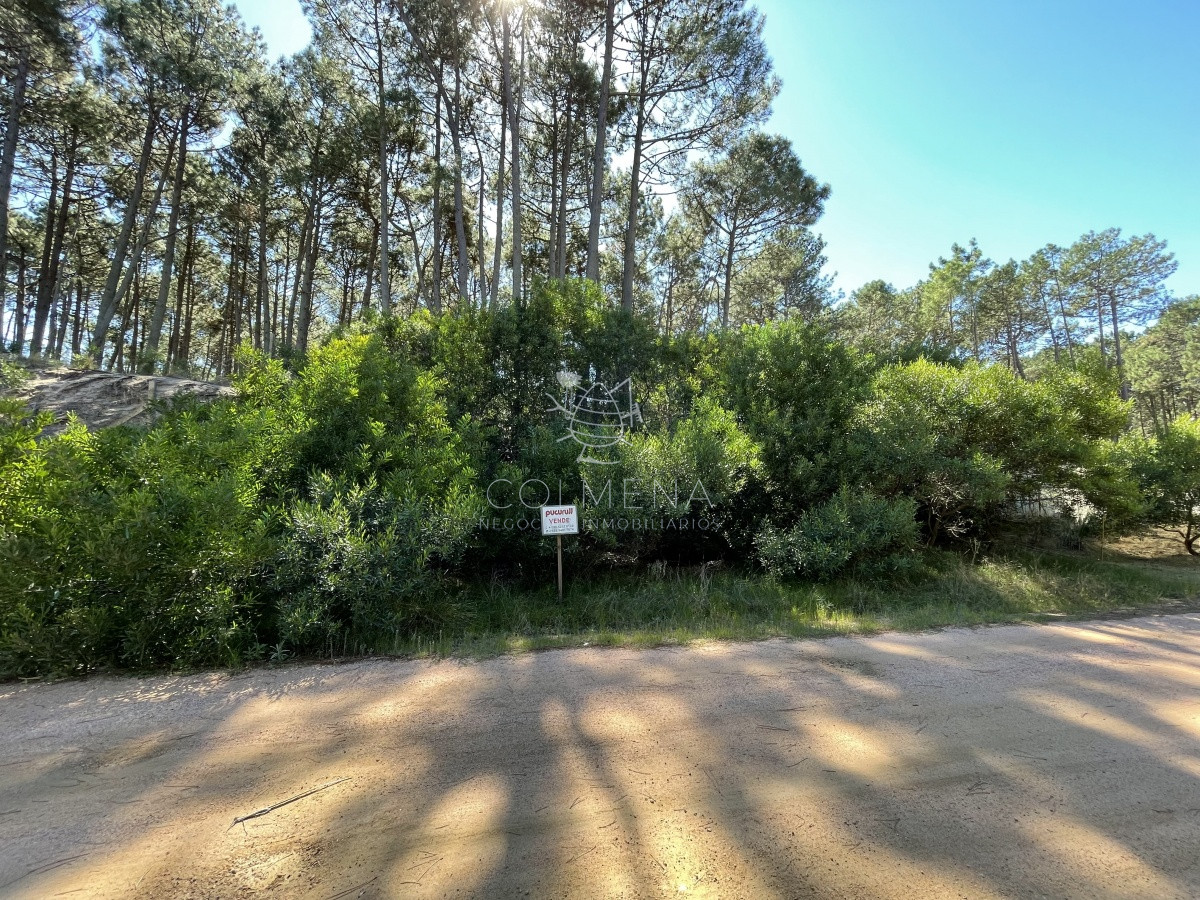 Chihuahua - GoPunta - Portal Inmobiliario de Punta del Este - Maldonado