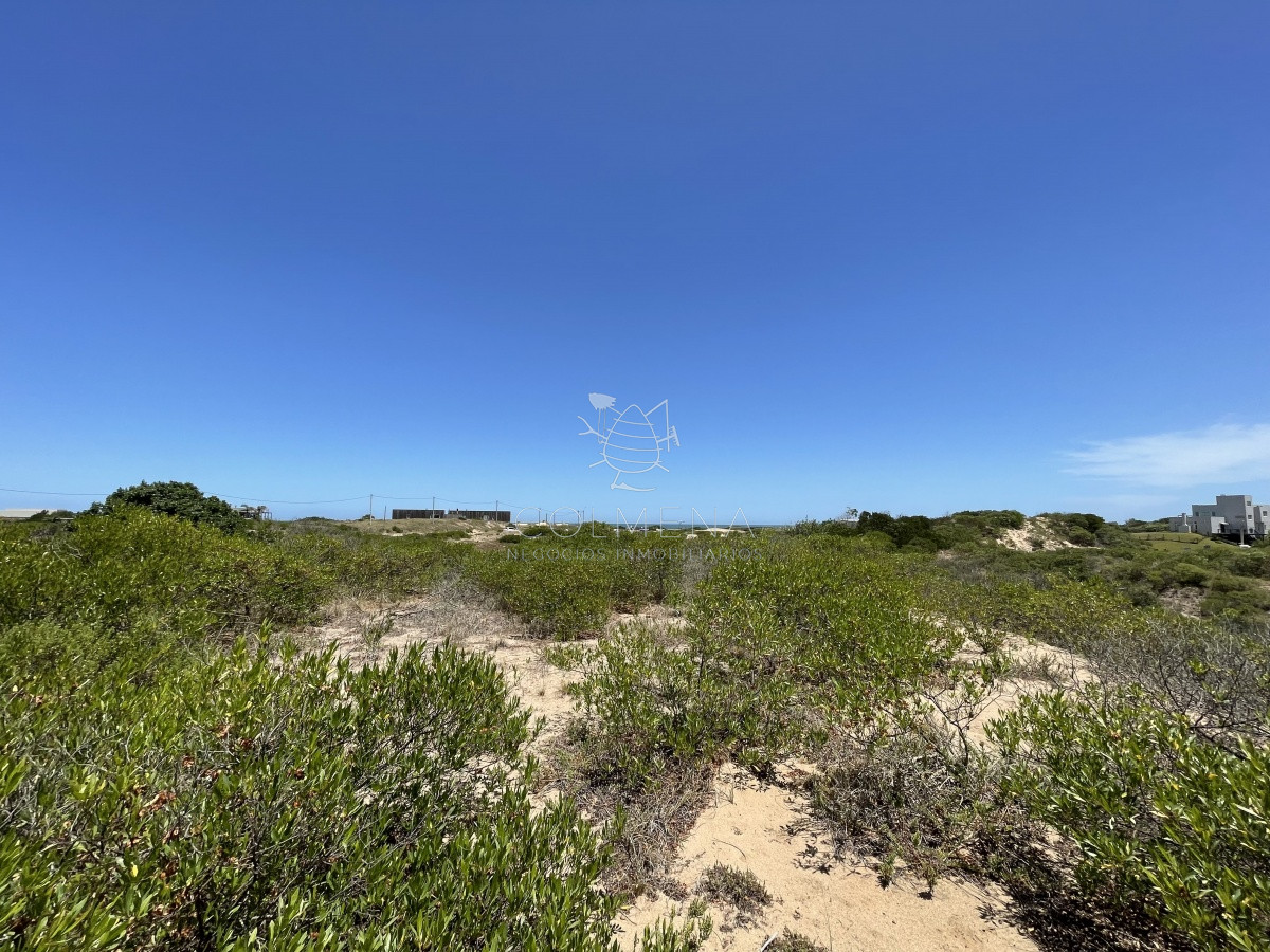 Chihuahua - GoPunta - Portal Inmobiliario de Punta del Este - Maldonado