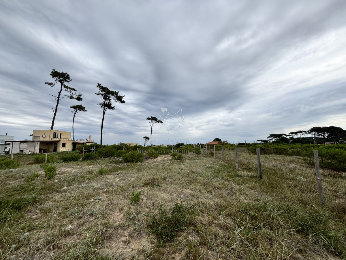 Chihuahua - GoPunta - Portal Inmobiliario de Punta del Este - Maldonado