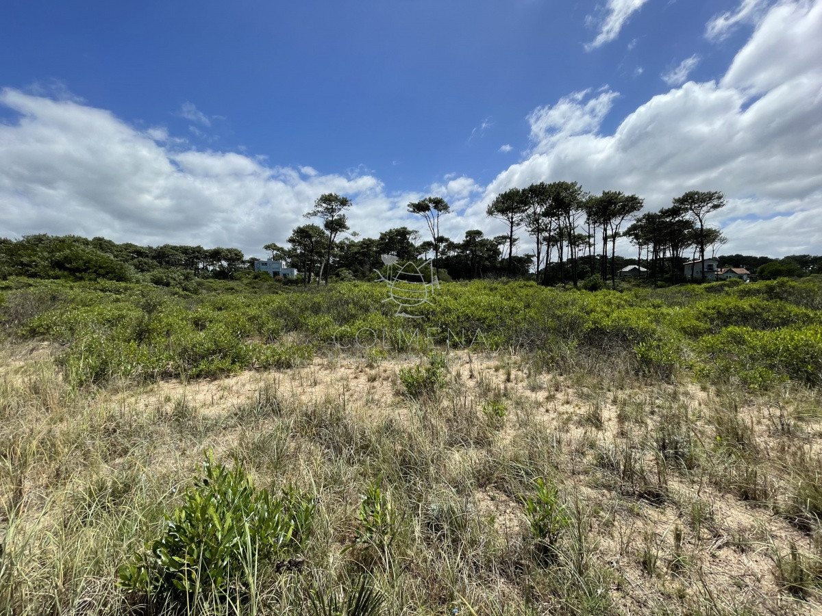 Chihuahua - GoPunta - Portal Inmobiliario de Punta del Este - Maldonado