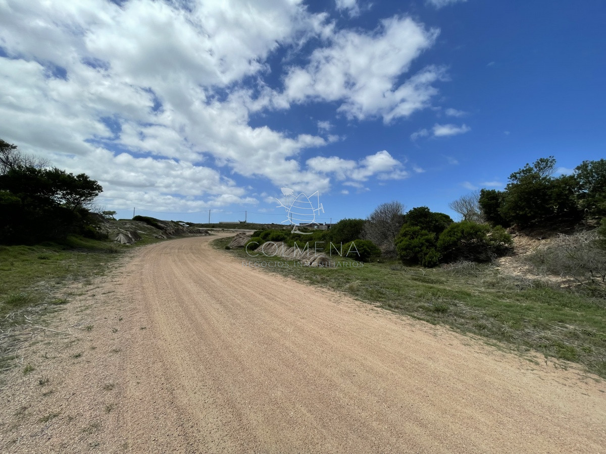 Chihuahua - GoPunta - Portal Inmobiliario de Punta del Este - Maldonado