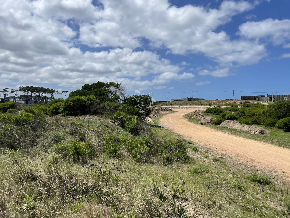 Chihuahua - GoPunta - Portal Inmobiliario de Punta del Este - Maldonado