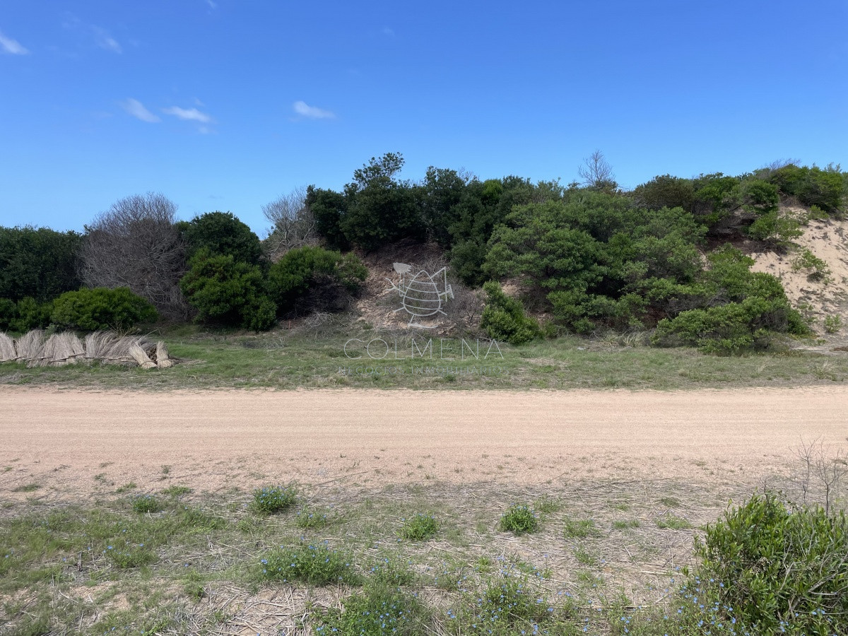 Chihuahua - GoPunta - Portal Inmobiliario de Punta del Este - Maldonado