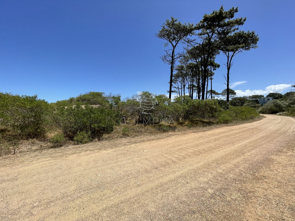 Chihuahua - GoPunta - Portal Inmobiliario de Punta del Este - Maldonado