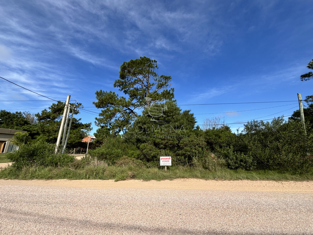 Tio Tom - GoPunta - Portal Inmobiliario de Punta del Este - Maldonado