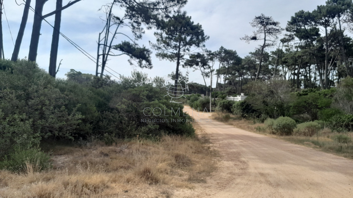 Chihuahua - GoPunta - Portal Inmobiliario de Punta del Este - Maldonado