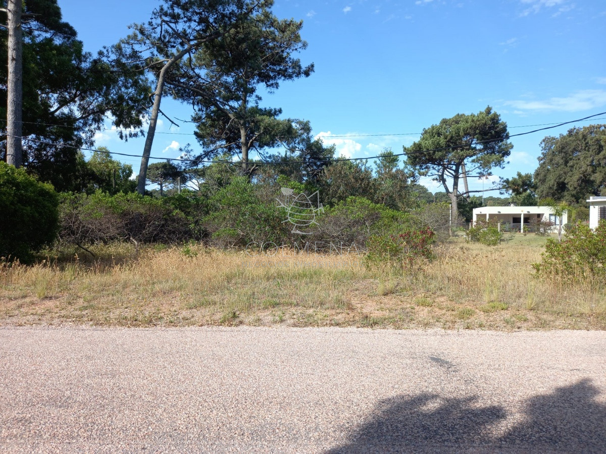Tio Tom - GoPunta - Portal Inmobiliario de Punta del Este - Maldonado