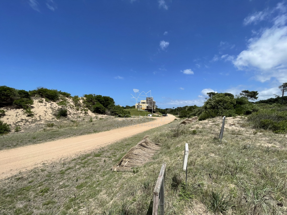 Chihuahua - GoPunta - Portal Inmobiliario de Punta del Este - Maldonado