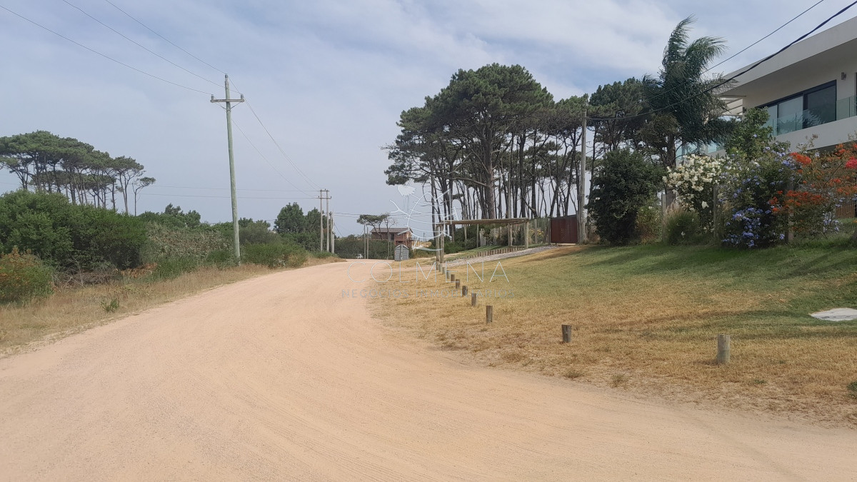 Chihuahua - GoPunta - Portal Inmobiliario de Punta del Este - Maldonado