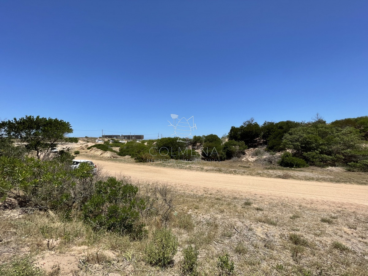 Chihuahua - GoPunta - Portal Inmobiliario de Punta del Este - Maldonado