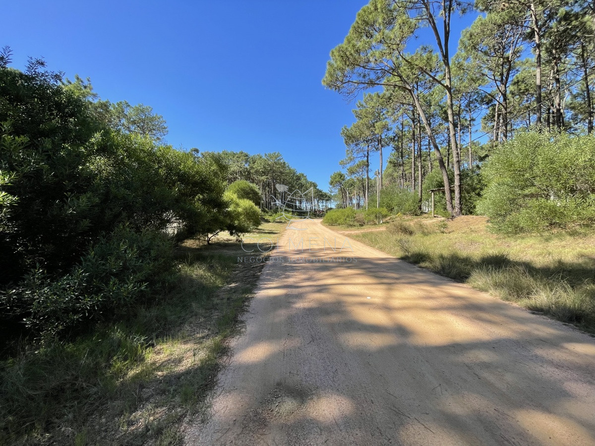 Chihuahua - GoPunta - Portal Inmobiliario de Punta del Este - Maldonado
