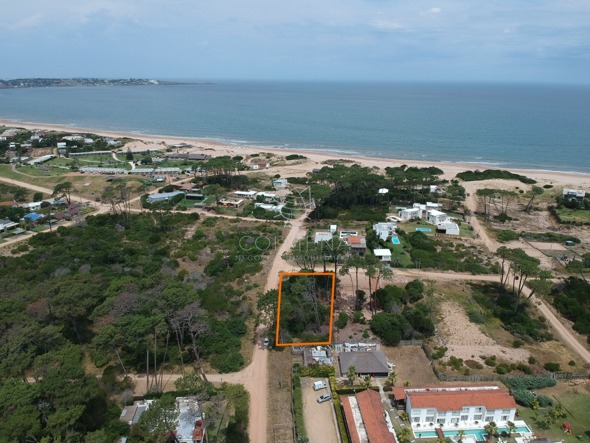 Chihuahua - GoPunta - Portal Inmobiliario de Punta del Este - Maldonado