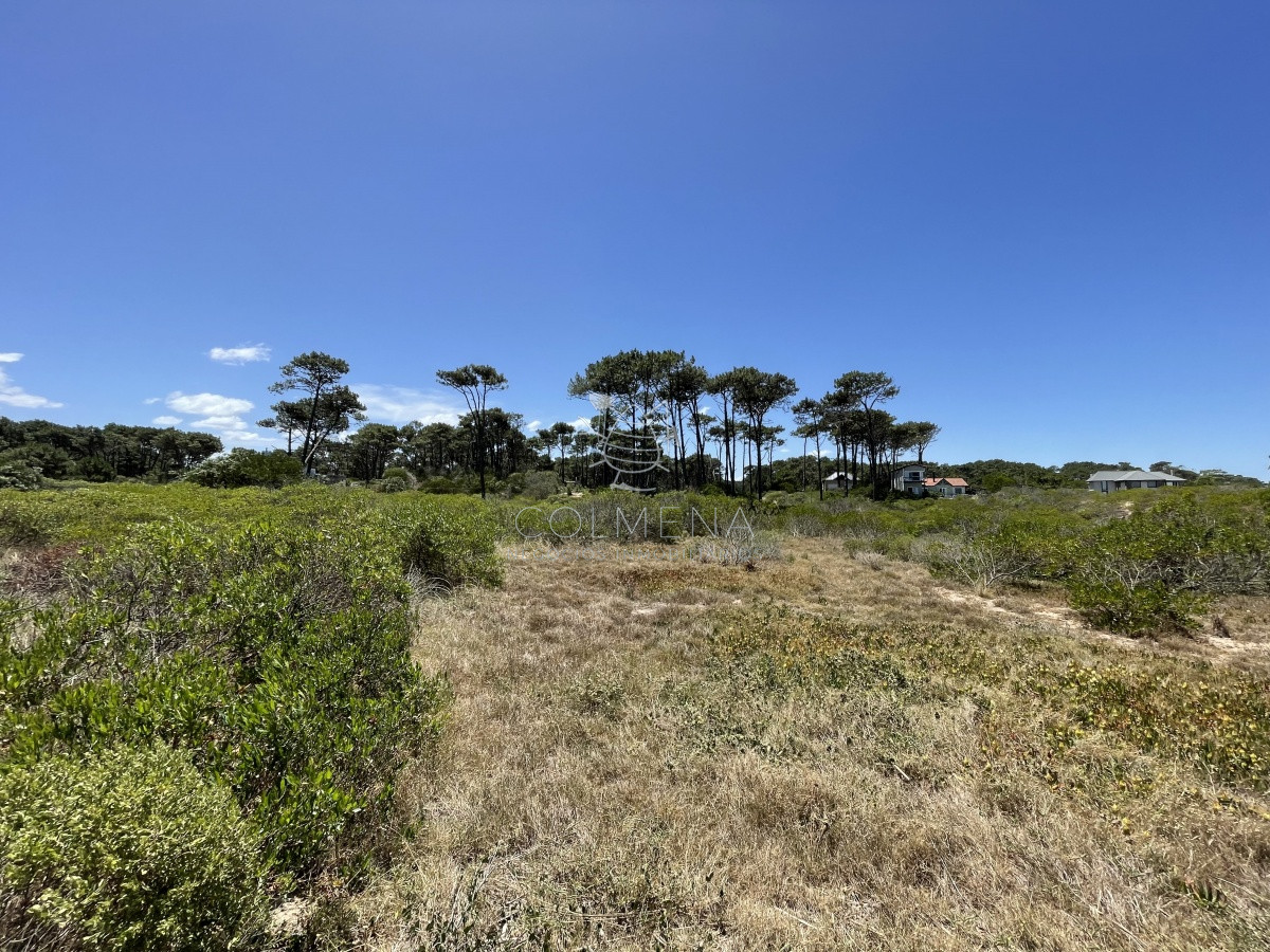Chihuahua - GoPunta - Portal Inmobiliario de Punta del Este - Maldonado