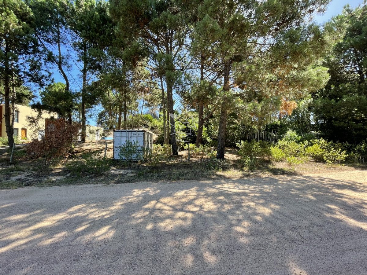 Chihuahua - GoPunta - Portal Inmobiliario de Punta del Este - Maldonado