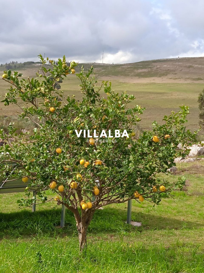 Chacra ID.4536 - ATENCION!!! Chacra 5 hás. con Olivos 