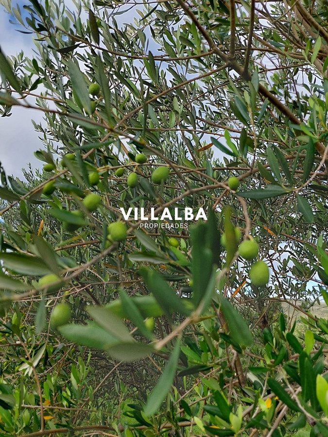 Chacra ID.4536 - ATENCION!!! Chacra 5 hás. con Olivos 