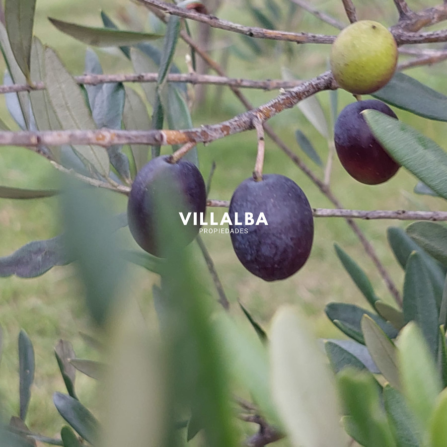 Chacra ID.4536 - ATENCION!!! Chacra 5 hás. con Olivos 