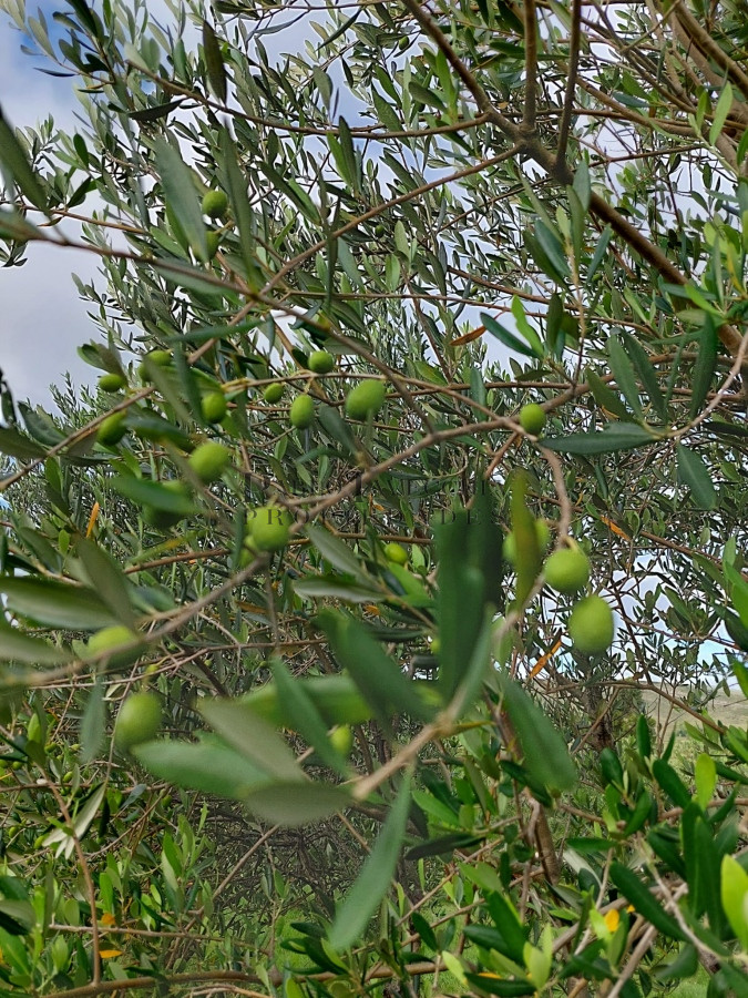 Chacra ID.214 - ATENCION!!! Chacra 5 hás. con Olivos 
