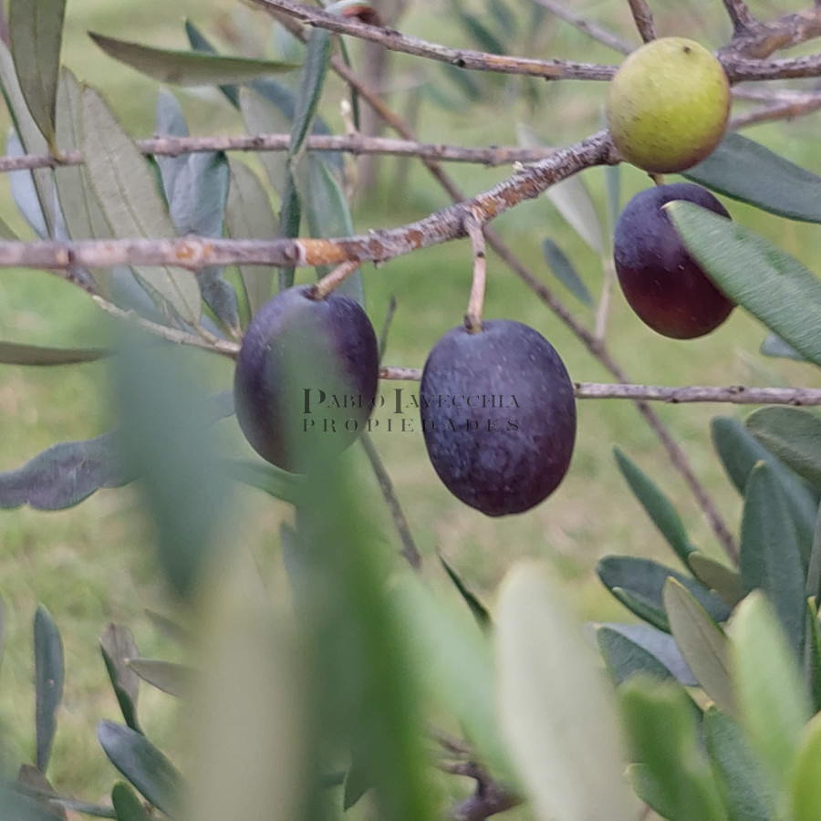 Chacra ID.214 - ATENCION!!! Chacra 5 hás. con Olivos 