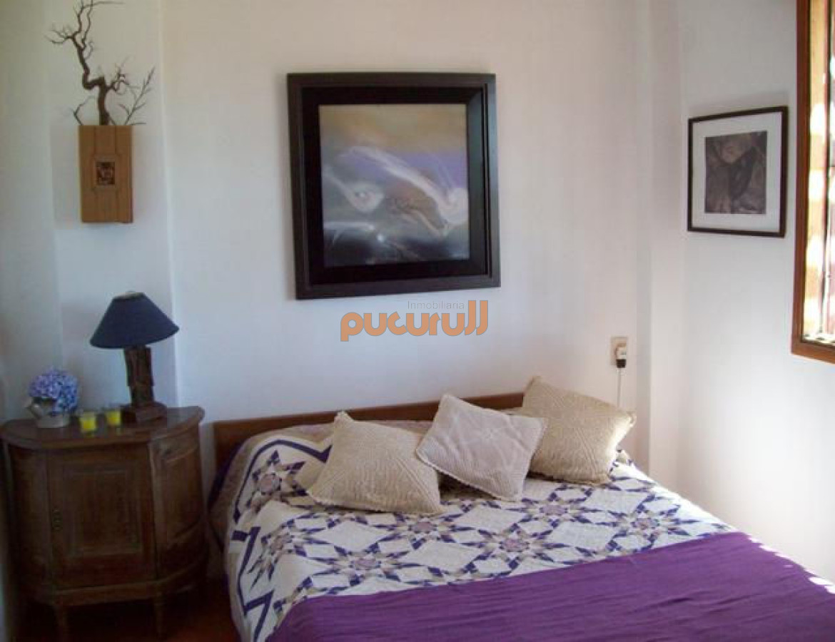 Chihuahua - GoPunta - Portal Inmobiliario de Punta del Este - Maldonado
