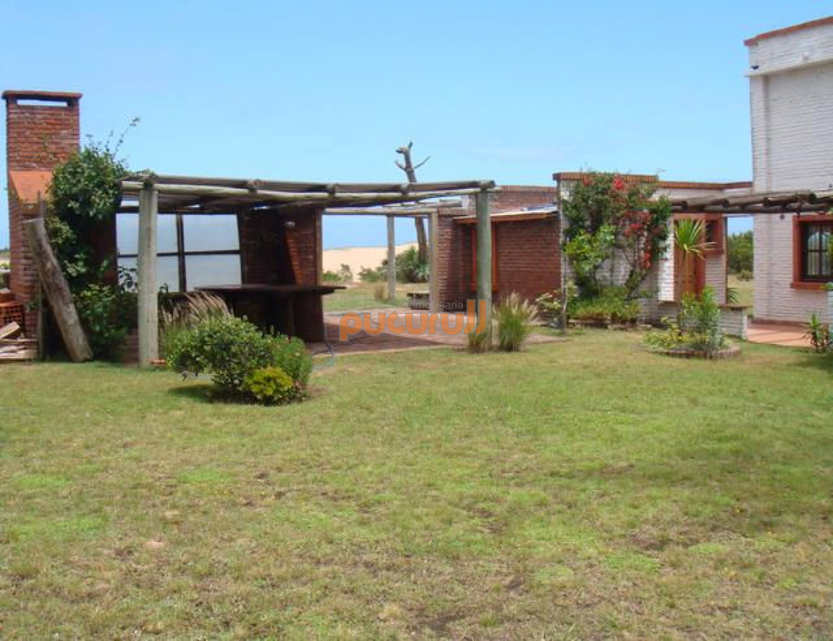 Chihuahua - GoPunta - Portal Inmobiliario de Punta del Este - Maldonado