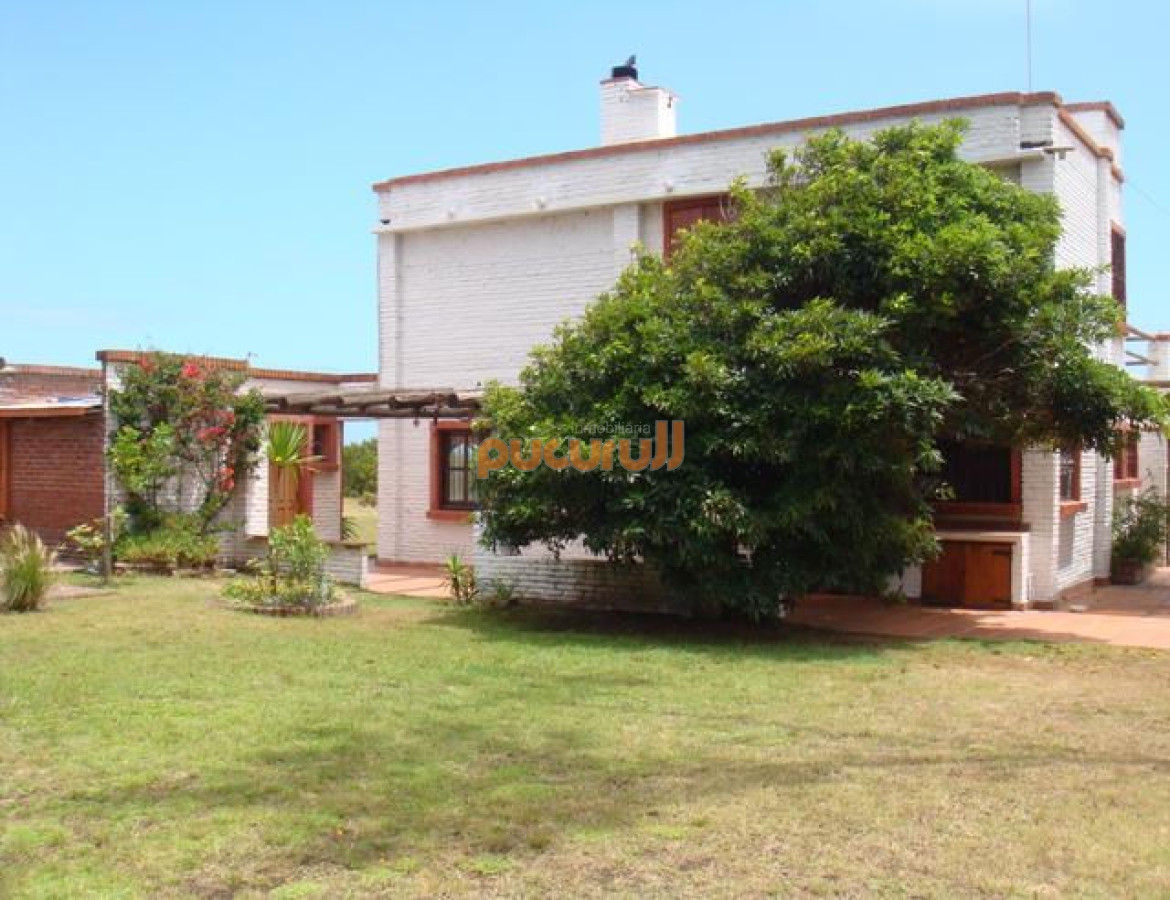Chihuahua - GoPunta - Portal Inmobiliario de Punta del Este - Maldonado