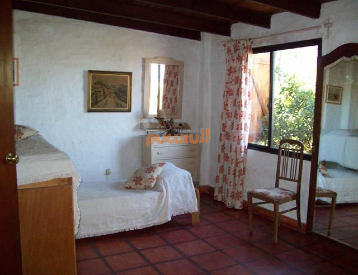 Chihuahua - GoPunta - Portal Inmobiliario de Punta del Este - Maldonado