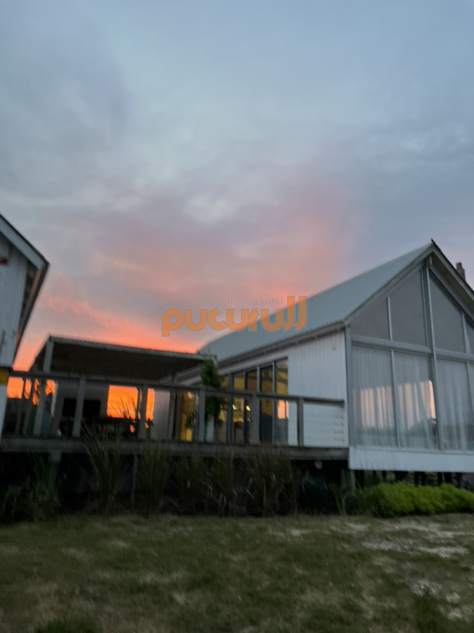 Chihuahua - GoPunta - Portal Inmobiliario de Punta del Este - Maldonado