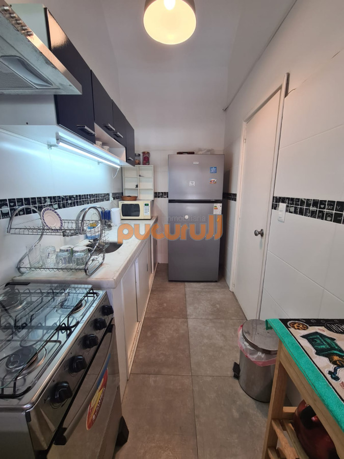 Chihuahua - GoPunta - Portal Inmobiliario de Punta del Este - Maldonado