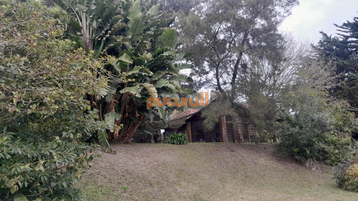 Tio Tom - GoPunta - Portal Inmobiliario de Punta del Este - Maldonado