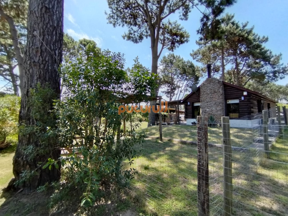 Chihuahua - GoPunta - Portal Inmobiliario de Punta del Este - Maldonado