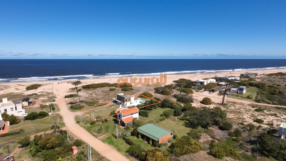 Chihuahua - GoPunta - Portal Inmobiliario de Punta del Este - Maldonado