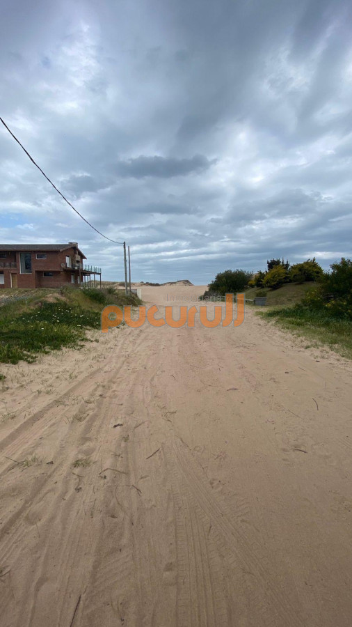 Chihuahua - GoPunta - Portal Inmobiliario de Punta del Este - Maldonado