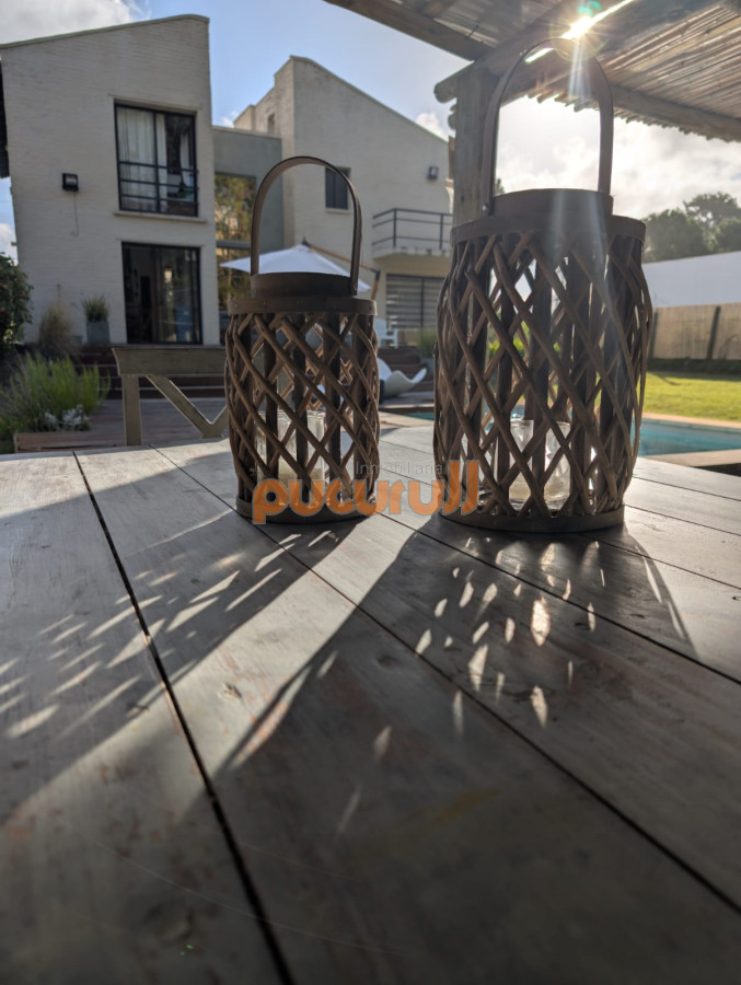 Chihuahua - GoPunta - Portal Inmobiliario de Punta del Este - Maldonado