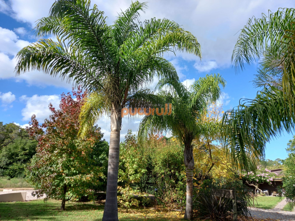 Casa ID.1932 - Casa en Punta Ballena, Camino Lussich