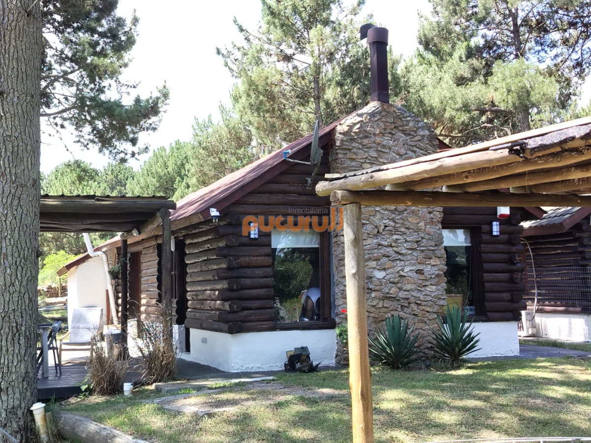 Chihuahua - GoPunta - Portal Inmobiliario de Punta del Este - Maldonado
