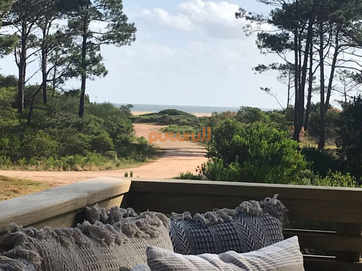 Chihuahua - GoPunta - Portal Inmobiliario de Punta del Este - Maldonado