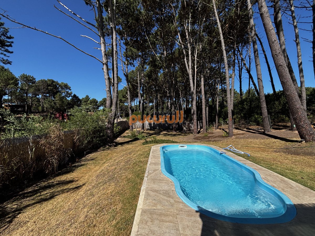Chihuahua - GoPunta - Portal Inmobiliario de Punta del Este - Maldonado