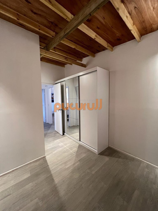 Chihuahua - GoPunta - Portal Inmobiliario de Punta del Este - Maldonado