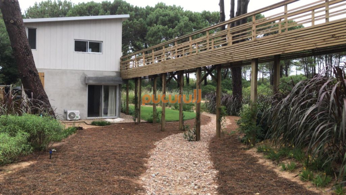 Chihuahua - GoPunta - Portal Inmobiliario de Punta del Este - Maldonado