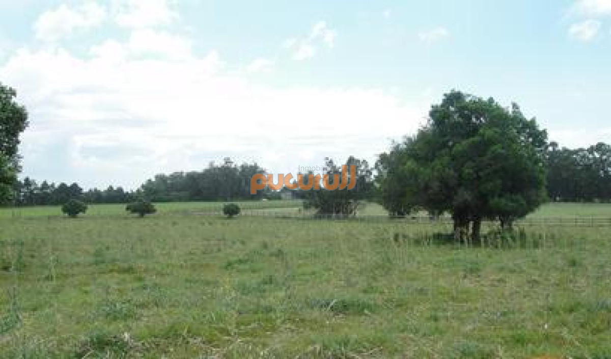 La Pataia - GoPunta - Portal Inmobiliario de Punta del Este - Maldonado